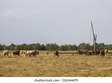 grazing cows 