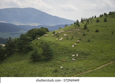 Grazing cows