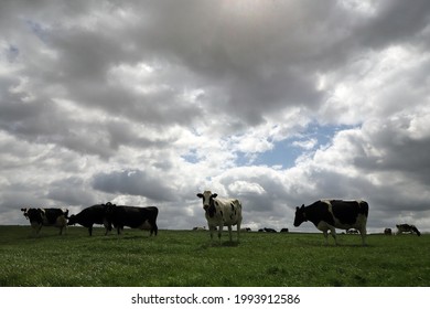 Grazing cows with dramatic sky
