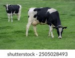 Grazing cows. Cows at field. Cow herd at green pasture. Countryside landscape and pasture for cows. Cow herd in the countryside. Cows on farmland. Farming.