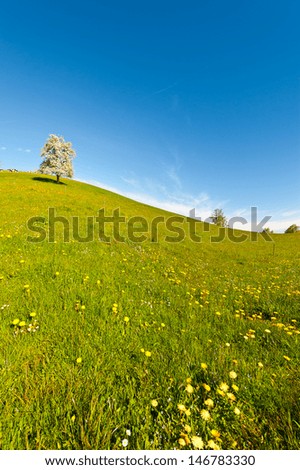 Similar – Foto Bild Kuh auf Almwiese in Österreich