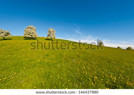 Similar – Foto Bild Kuh auf Almwiese in Österreich