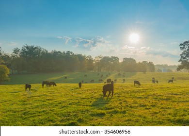 Grazing Cows Kentucky Field Stock Photo (Edit Now) 354606956