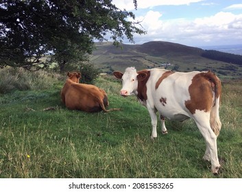A Grazing cows in mountains Co Cavan, Ireland