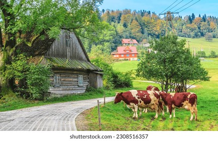 Grazing cows on the green pasture in the village on the slope of the Soszów Wielki mountain rising above the tourist town of Wisła in the Silesian Beskids (Poland) on a sunny autumn day.