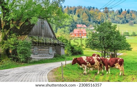 Grazing cows on the green pasture in the village on the slope of the Soszów Wielki mountain rising above the tourist town of Wisła in the Silesian Beskids (Poland) on a sunny autumn day.