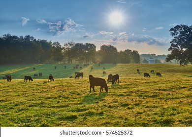 Grazing Cows at Sunrise
