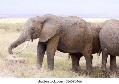 Grazing elephants.