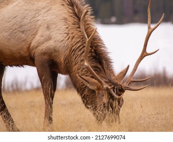 Grazing Elk In Jasper National Park