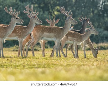 Grazing Fallow Deer New Forest Hampshire