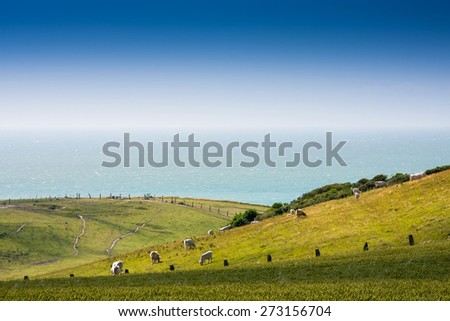 Grazing french Charolais Cattle on the meadow near the ocean in Normandy, France
