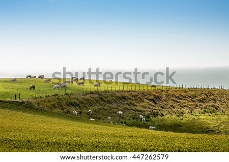 Grazing french Charolais Cattle on the meadow near the ocean in Normandy, France