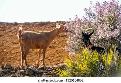 grazing goats in andalusia