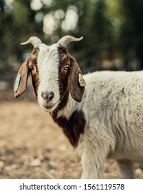 Grazing Goats In Bidwell Park.