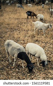 Grazing Goats In Bidwell Park.