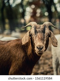 Grazing Goats In Bidwell Park.