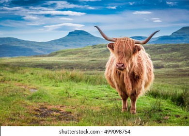 12,258 Highland cow scotland Images, Stock Photos & Vectors | Shutterstock