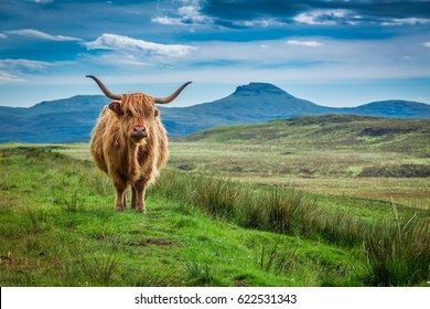 Grazing highland cow in Isle of Skye in Scotland