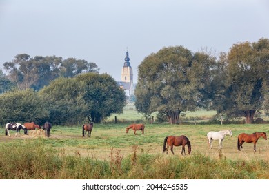 Grazing horses in a meadow eating hay with the church of Mespelare, Flanders, Belgium on the background.