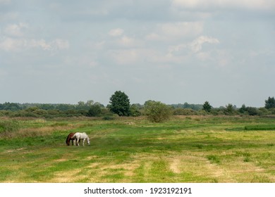 Grazing horses on a green pasture on a sunny summer day against a blue sky. A couple of horses graze in a meadow. - Powered by Shutterstock