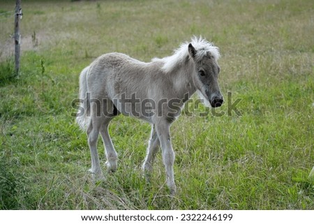 Similar – Foal II Environment