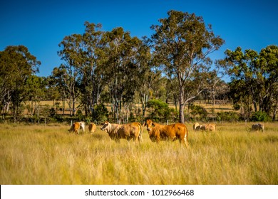 Grazing land on an Australian cattle property in South East Queensland. Herd of Charolais cross Brahman cows amongst the grass pasture with  ironbark trees beyond. Blue sky. Copy space. Darling Downs. - Shutterstock ID 1012966468