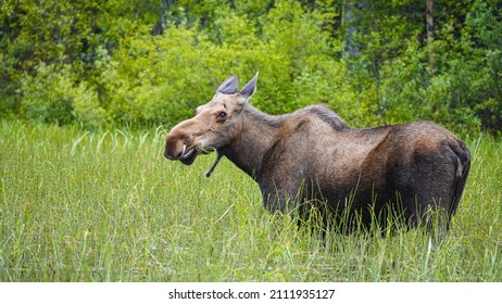 850 Moose in wetland Images, Stock Photos & Vectors | Shutterstock