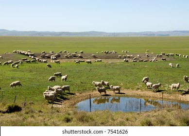 Grazing Sheep Farm Australia Stock Photo 7541626 | Shutterstock