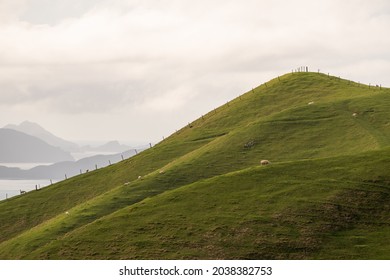 The Grazing Sheep In French Pass, New Zealand