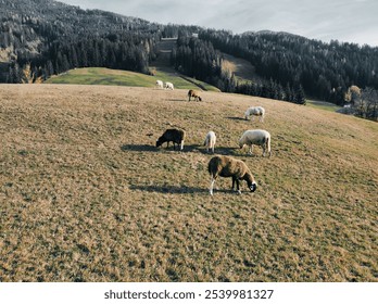 Grazing sheep and goats on a grassy hillside during a calm autumn day in the countryside - Powered by Shutterstock