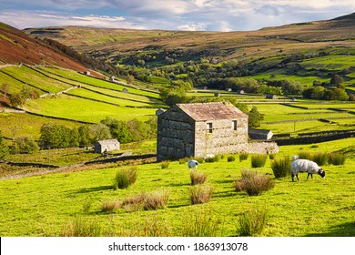 Grazing Sheep and Hay Barns, Swaledale in Autumn, Yorkshire Dales, England, UK.