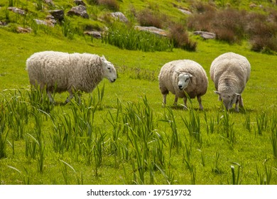 Grazing Sheep, Ring Of Kerry, Ireland