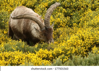 Grazing Spanish Ibex 