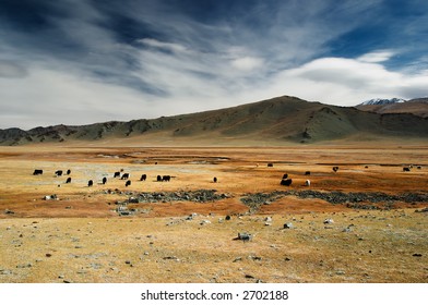 Grazing Yaks In Mongolian Desert