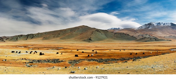 Grazing Yaks In Mongolian Desert