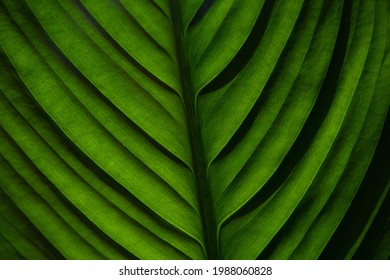 grean leaf illuminated by sun, leaves texture.