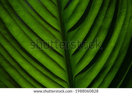 grean leaf illuminated by sun, leaves texture.