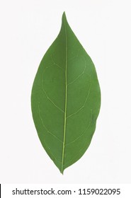 Grean Leaf Isolate Stock Photo 1159022095 | Shutterstock