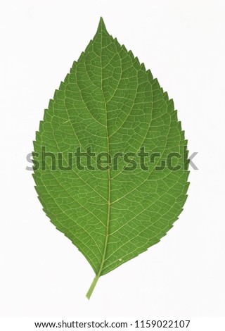 grean leaf isolate