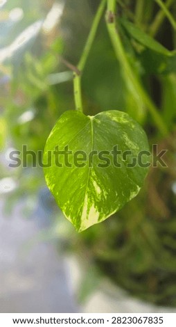 a grean leaf of a mop plant, mostly fiund in asia especialy in Indonesia called Samlung, in some region belived as lucky tree