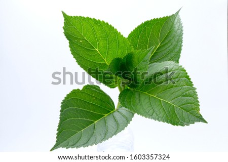 grean leaf on white background
