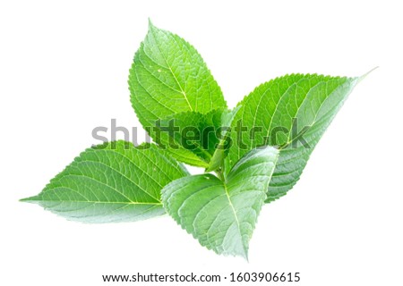 grean leaf on white background