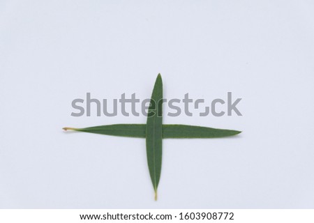 grean leaf on white background