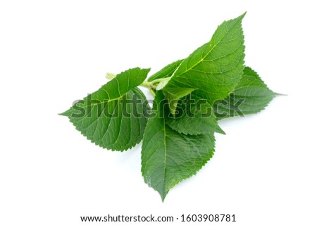 grean leaf on white background