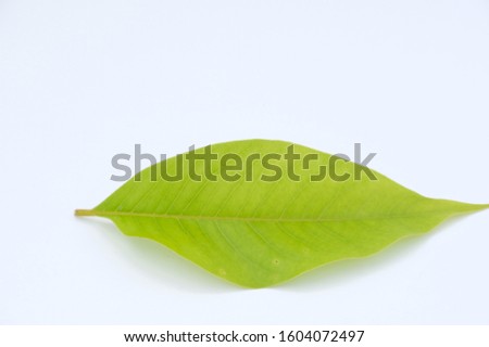 grean leaf on white background