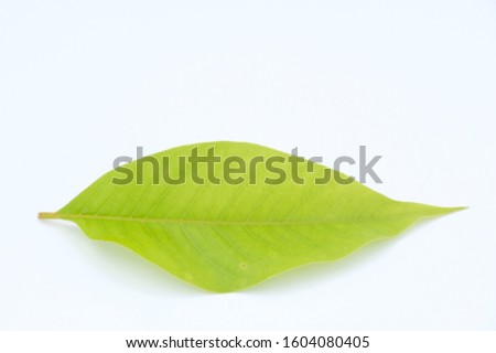 grean leaf on white background