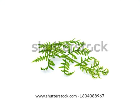 grean leaf on white background
