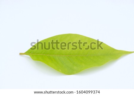 grean leaf on white background