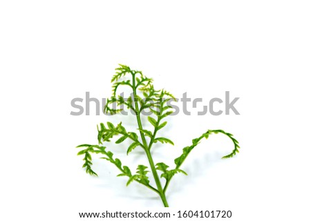 grean leaf on white background