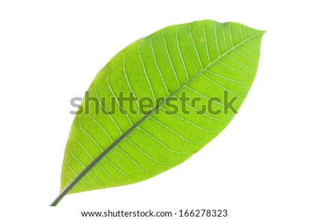 Grean leaf of plumeria isolated on white background